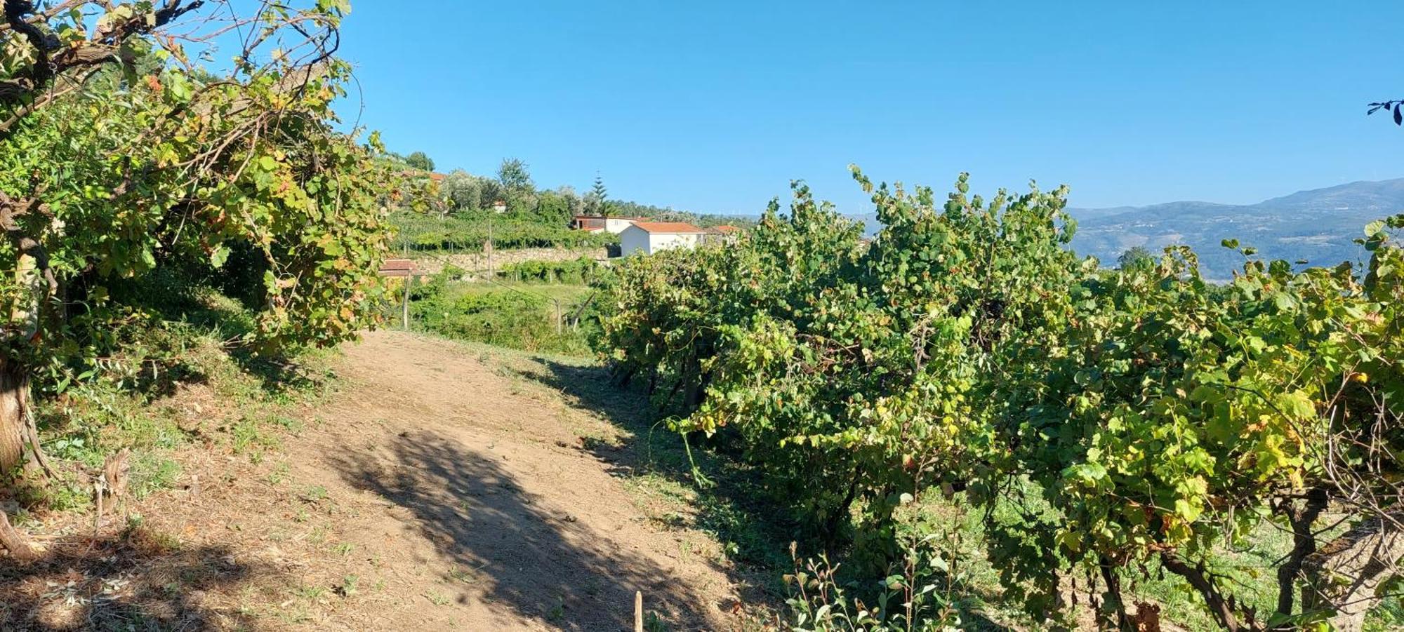 Quinta Dos Castros Douro Vila Baião Exterior foto